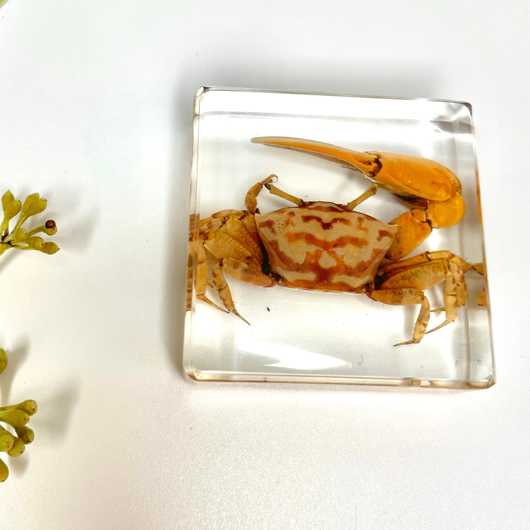 6 Aquatic Marine Life Sea Animals in  Resin Epoxy  Crab Starfish Seahorse Specimens