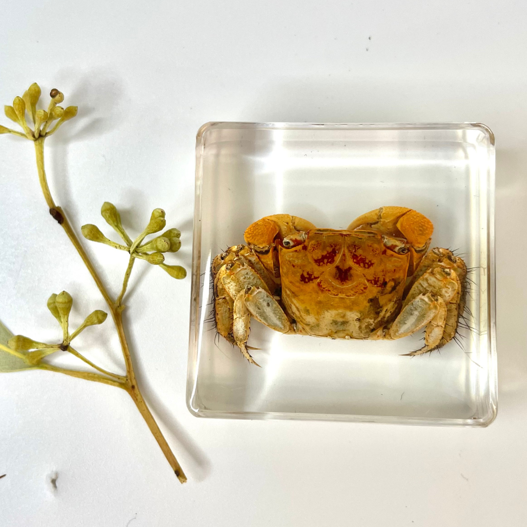 Marine Animal Crab Turtle Octopus Resin Epoxy Specimen Block