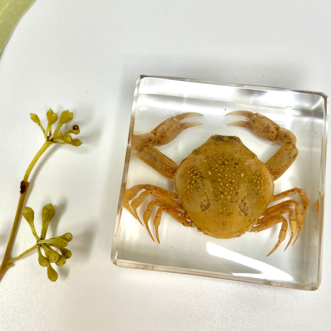 Marine Animal Crab Turtle Octopus Resin Epoxy Specimen Block