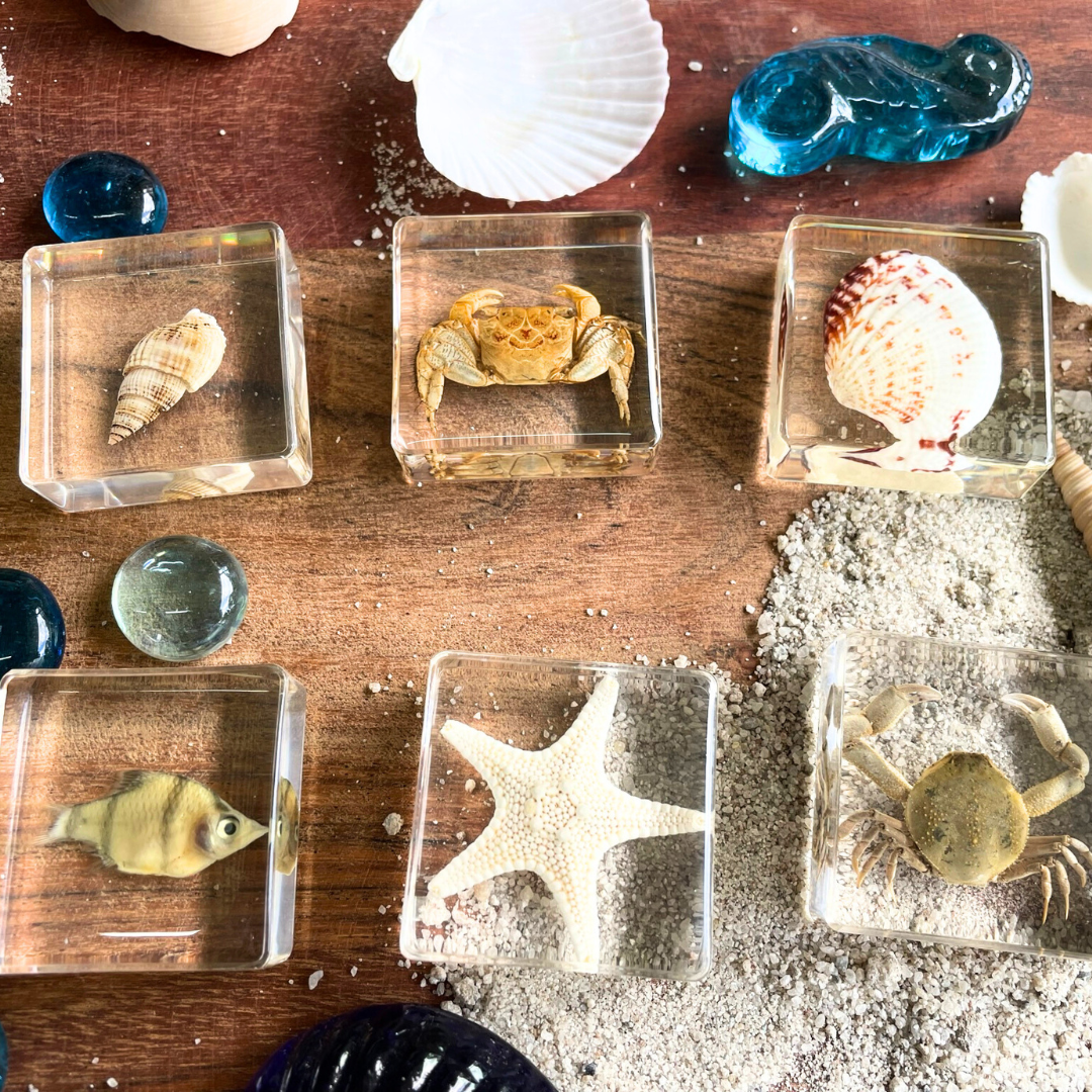 6 Aquatic Marine Sea Animals Resin Epoxy Specimens Gift Set For Children Style