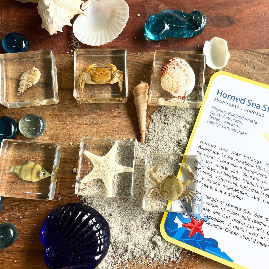 6 Aquatic Marine Sea Animals Resin Epoxy Specimens Gift Set For Children Style