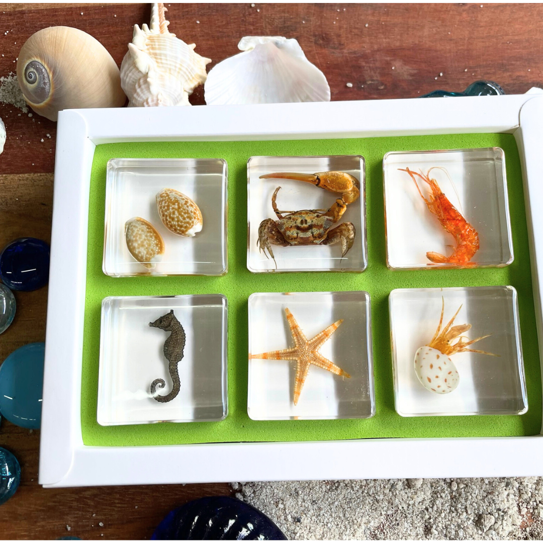 6 Aquatic Marine Life Sea Animals in  Resin Epoxy  Crab Starfish Seahorse Specimens