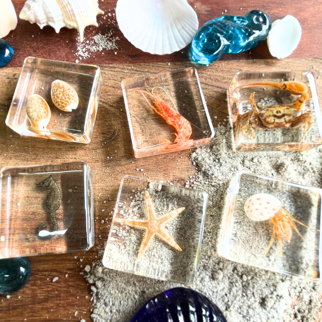 6 Aquatic Marine Life Sea Animals in  Resin Epoxy  Crab Starfish Seahorse Specimens