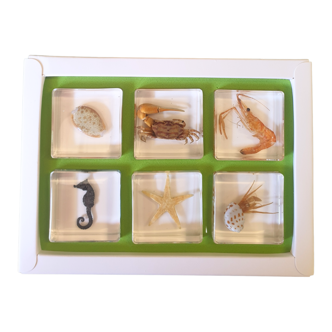 6 Aquatic Marine Life Sea Animals in  Resin Epoxy  Crab Starfish Seahorse Specimens