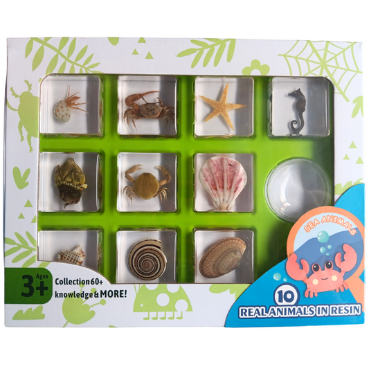 10 Marine Life Sea Animals  Specimens in Resin Epoxy Gift Pack