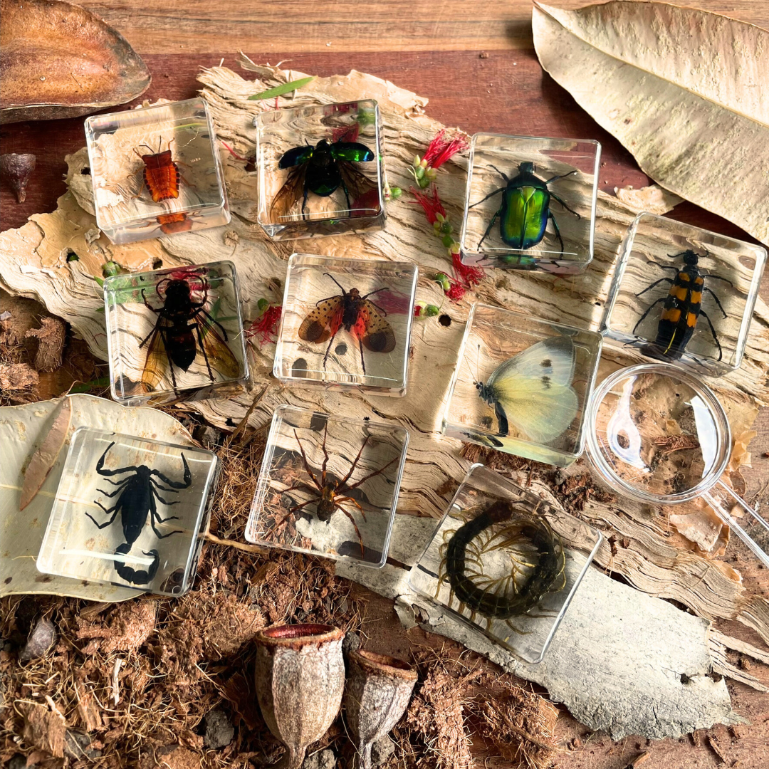 Crawling Animals Insects Bugs Resin Epoxy Blocks  Specimens Toy