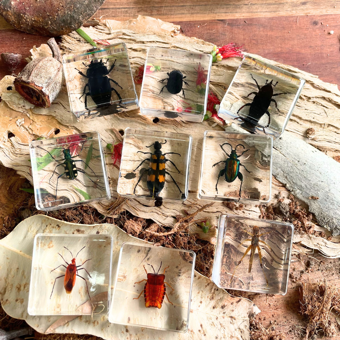 Crawling Animals Insects Bugs Resin Epoxy Blocks  Specimens Toy