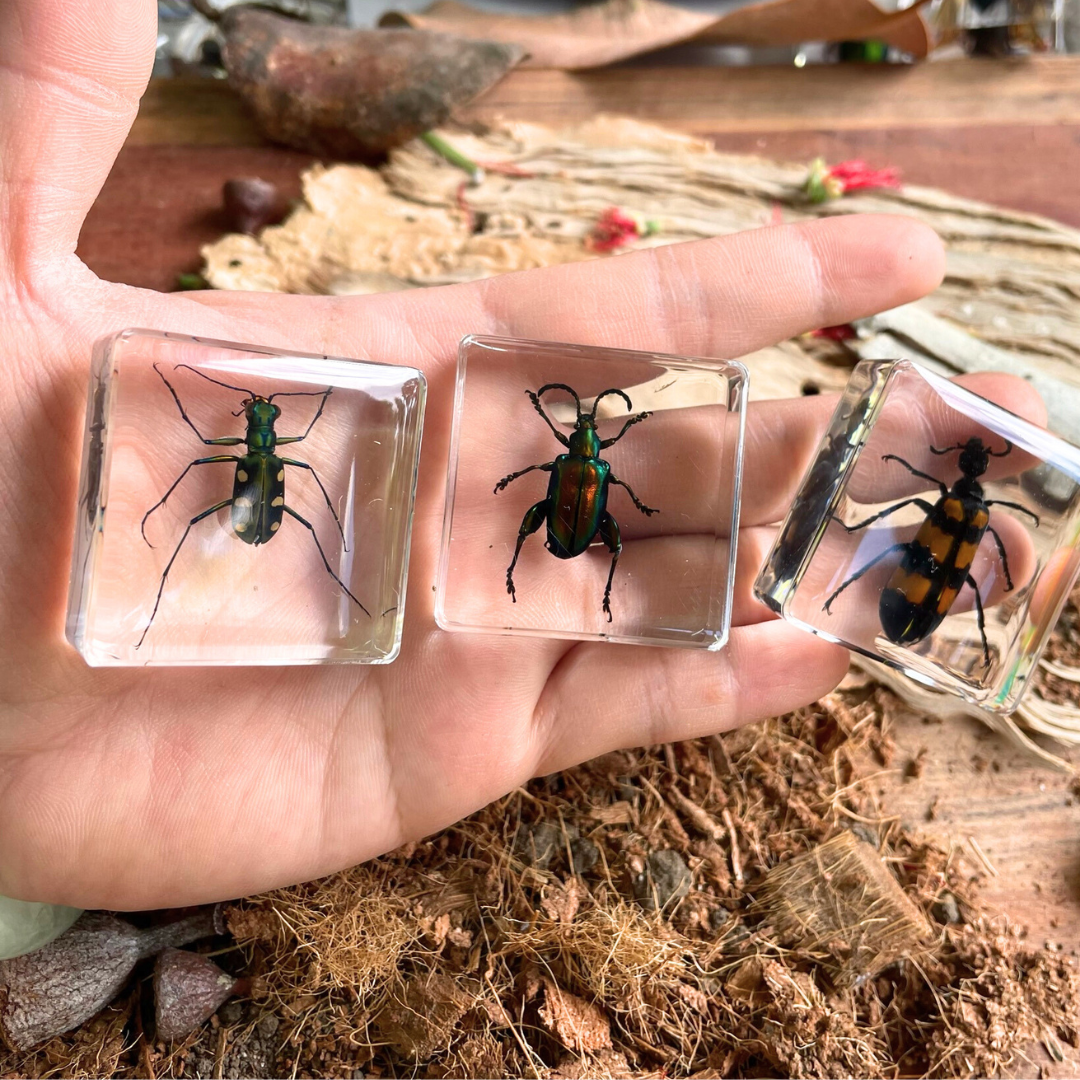 Crawling Animals Insects Bugs Resin Epoxy Blocks  Specimens Toy