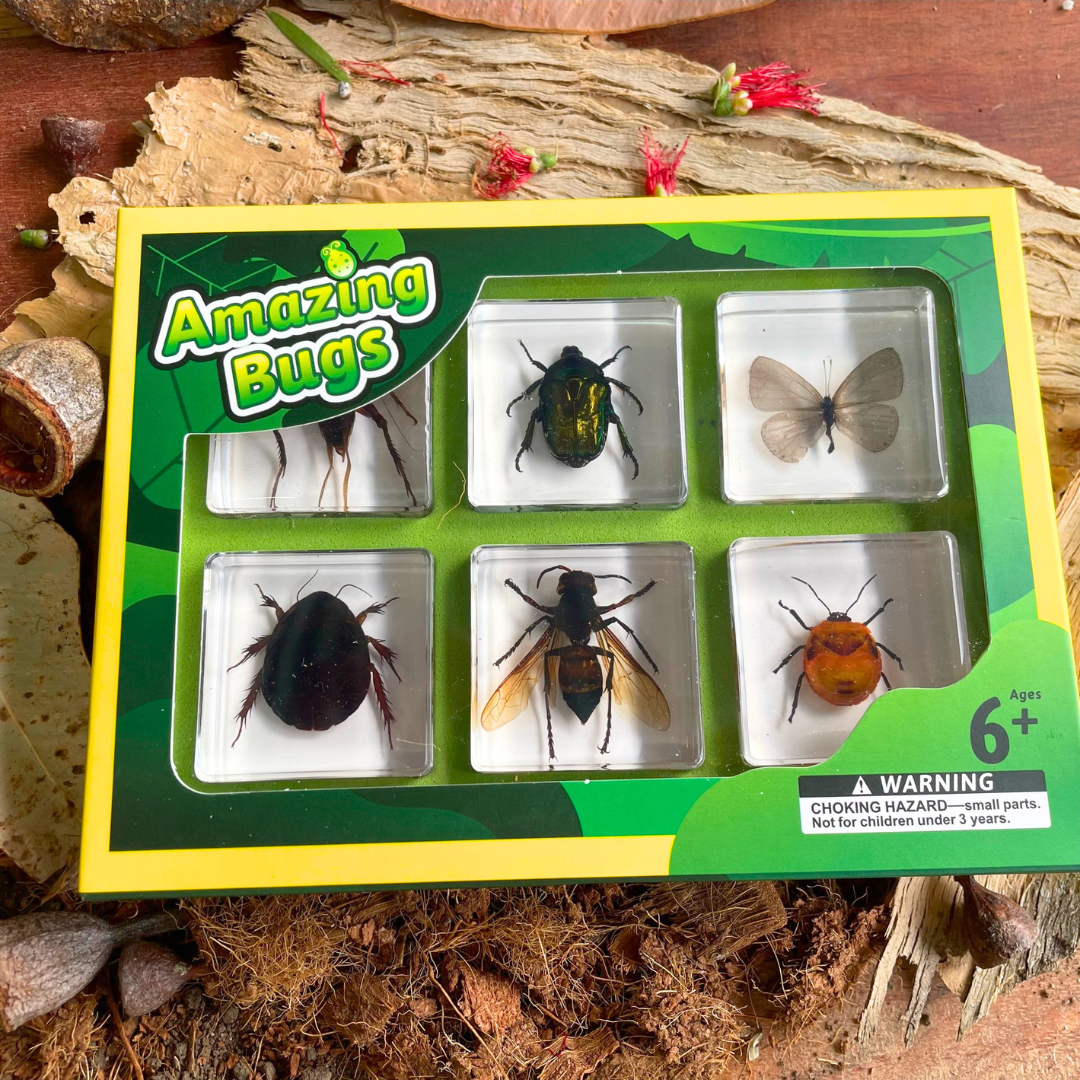 Insects Bugs Animals Resin Epoxy Specimens Gift Set of 6