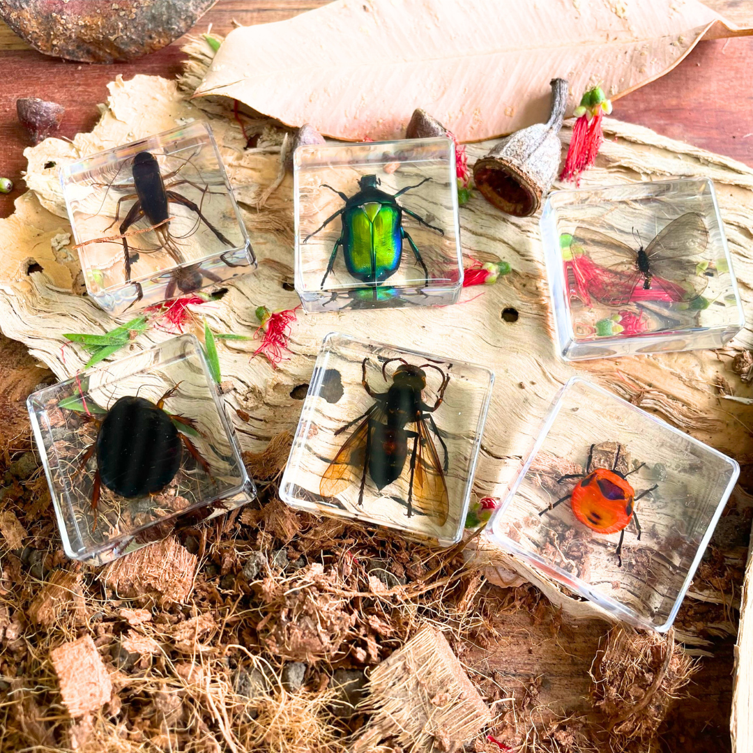 Insects Bugs Animals Resin Epoxy Specimens Gift Set of 6