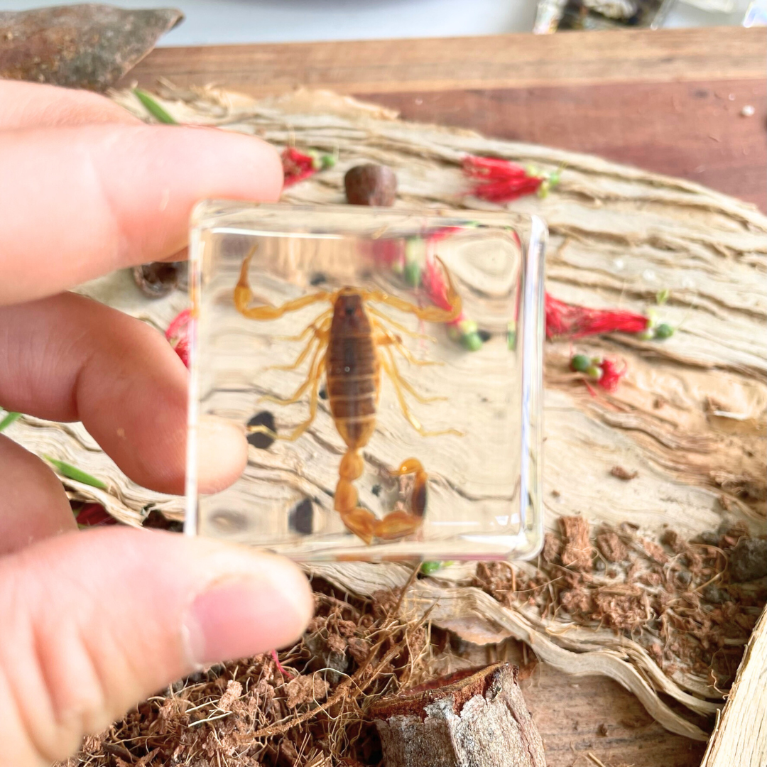 Crawling Animals Insects Bugs Resin Epoxy Blocks  Specimens Toy