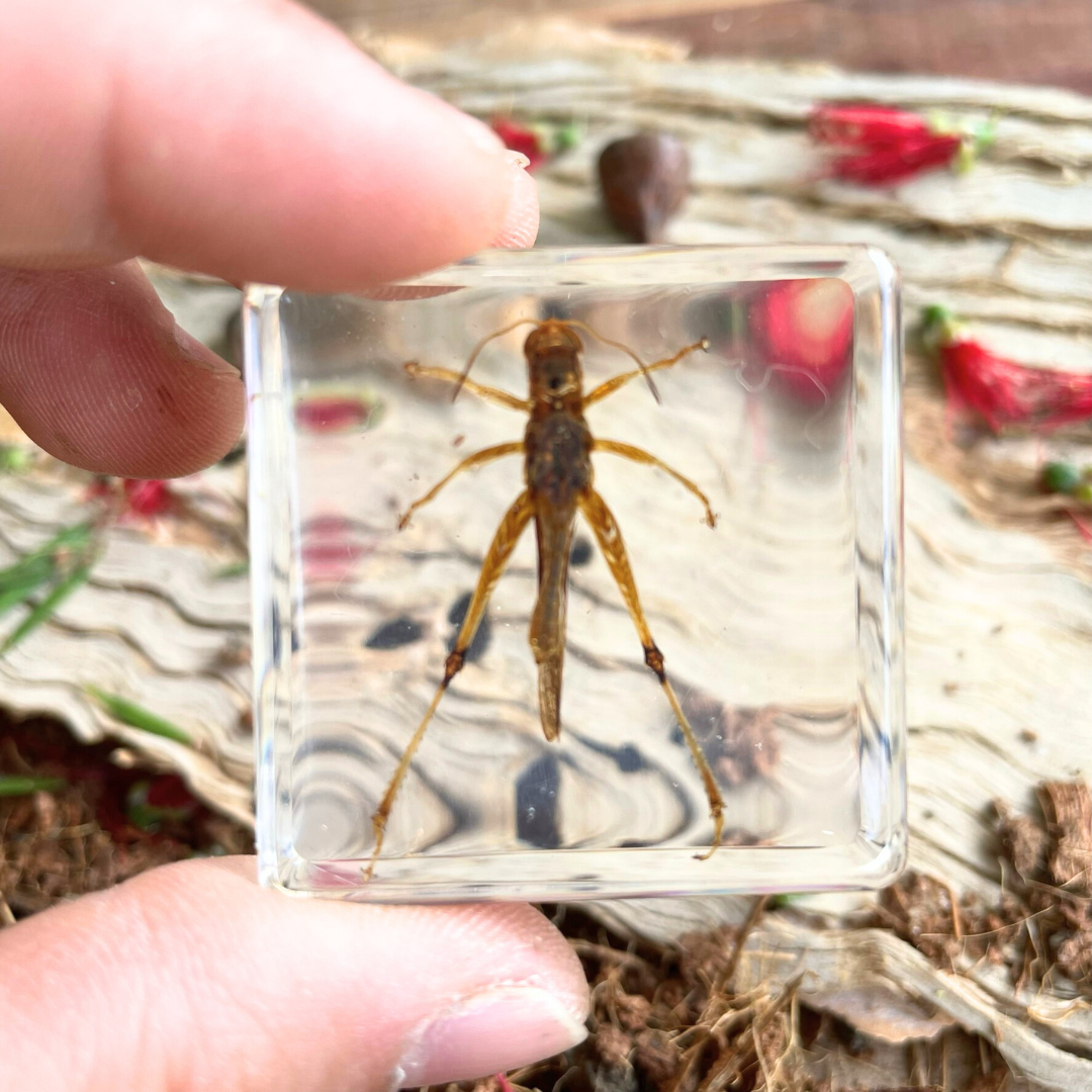 Crawling Animals Insects Bugs Resin Epoxy Blocks  Specimens Toy