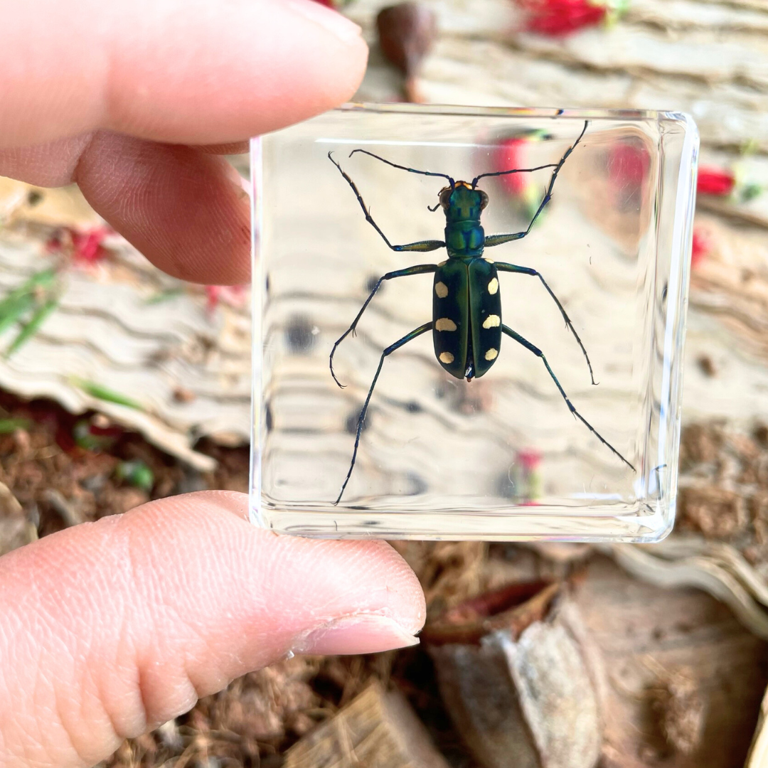 Crawling Animals Insects Bugs Resin Epoxy Blocks  Specimens Toy