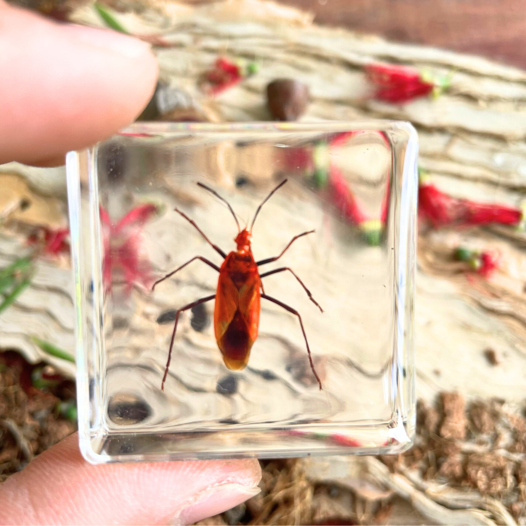 Crawling Animals Insects Bugs Resin Epoxy Blocks  Specimens Toy