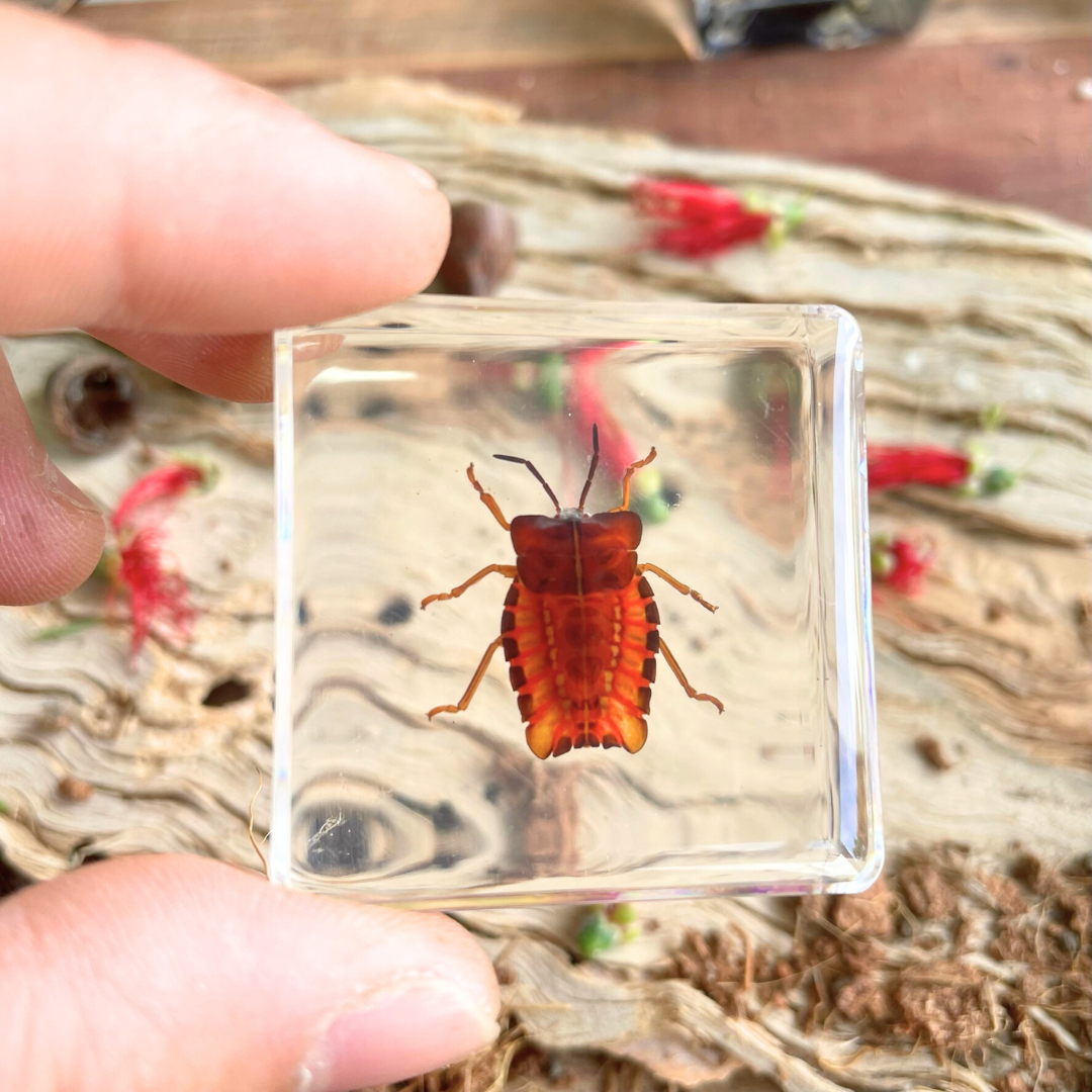 Crawling Animals Insects Bugs Resin Epoxy Blocks  Specimens Toy