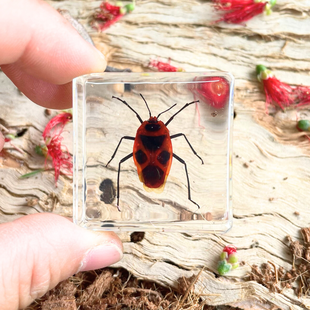 Crawling Animals Insects Bugs Resin Epoxy Blocks  Specimens Toy