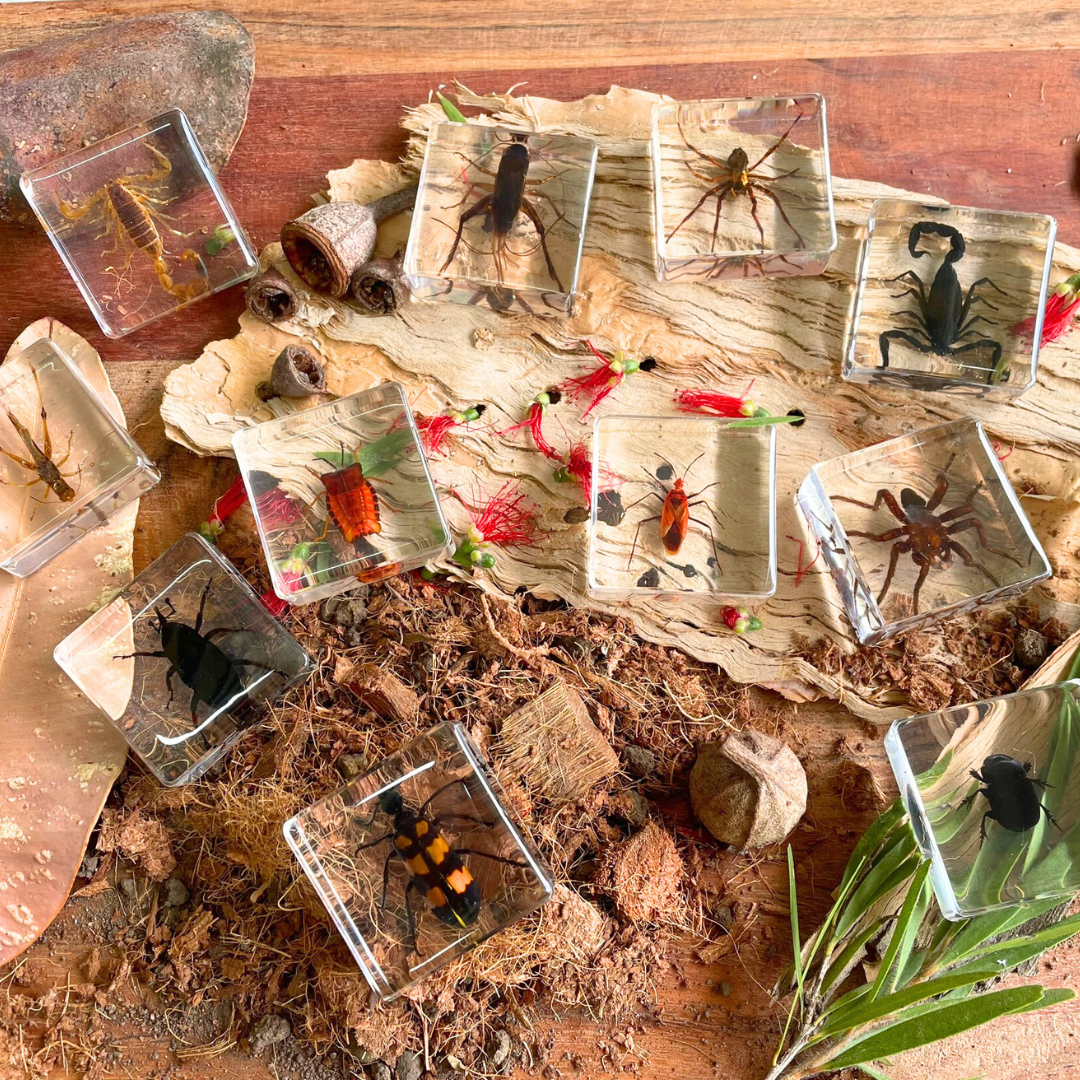 Crawling Animals Insects Bugs Resin Epoxy Blocks  Specimens Toy