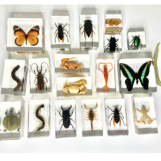 Large  Animal Insect Specimen in Resin Epoxy For Children Real Animals! Montessori Kids Educational Materials