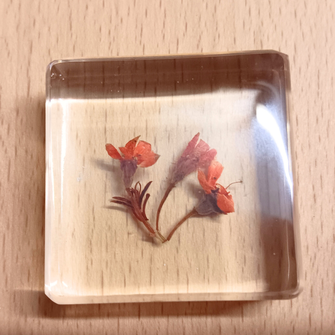 PLANTS ONLY FLOWER PETAL AND FAUNA Specimens Resin Epoxy Blocks