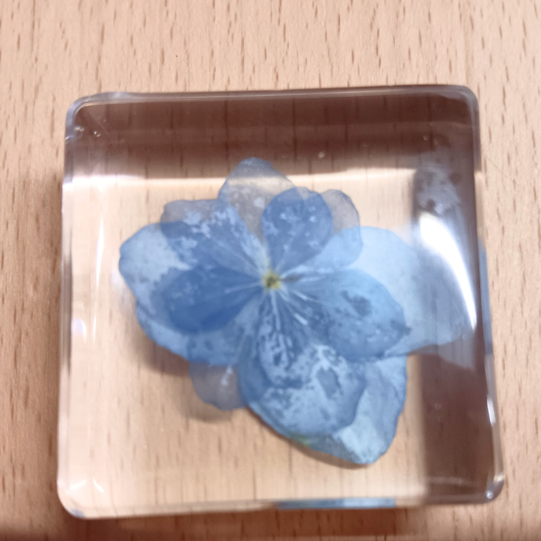 PLANTS ONLY FLOWER PETAL AND FAUNA Specimens Resin Epoxy Blocks