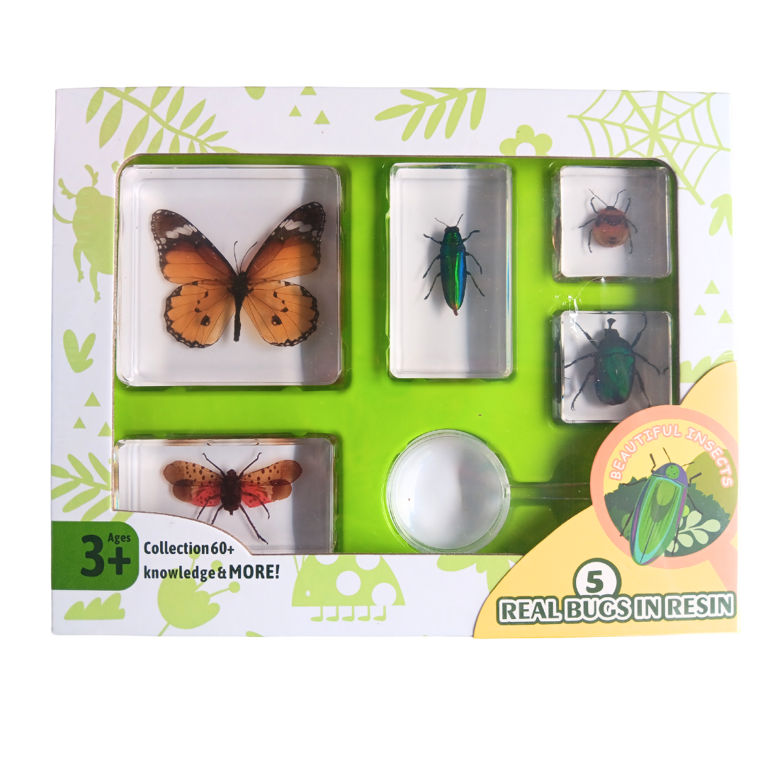 Animals Insect Resin Epoxy Specimens 5 Beautiful Insects GIFT pack With Guide Book and Magnifying Glass