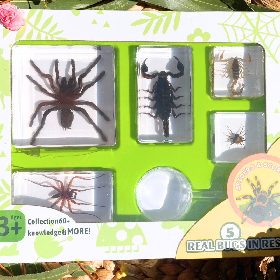 Spider Resin Epoxy Specimens 5 resins Tarantula Spiders and Scorpions GIFT Pack