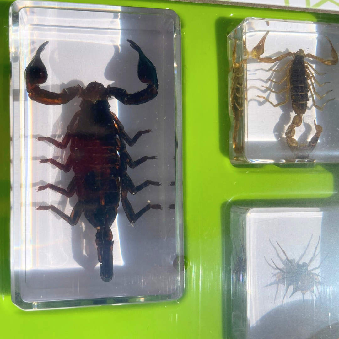 Spider Resin Epoxy Specimens 5 resins Tarantula Spiders and Scorpions GIFT Pack