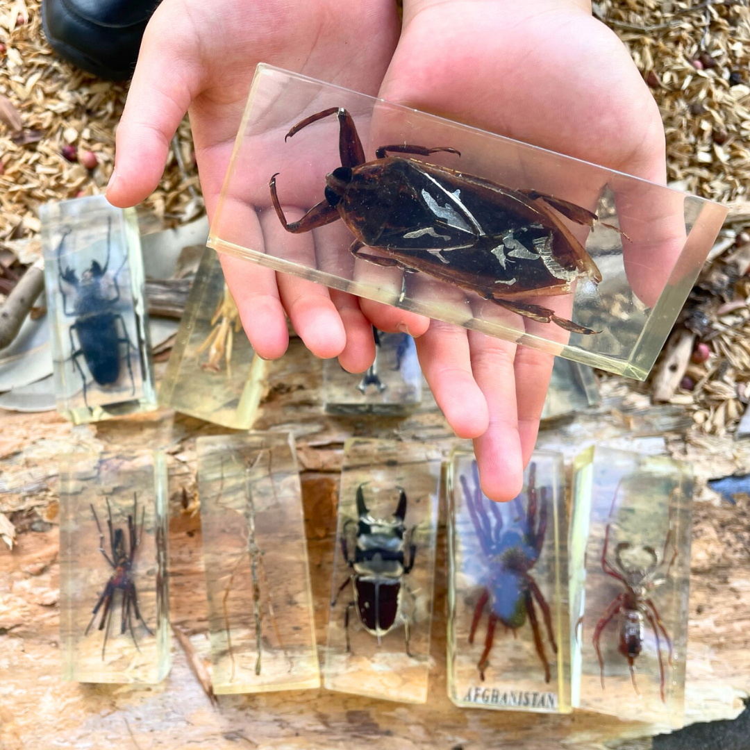 RANDOM Jumbo Insect Specimen (factory second ) Bug Spider Cicada Stag Beetle Giant Water Bug