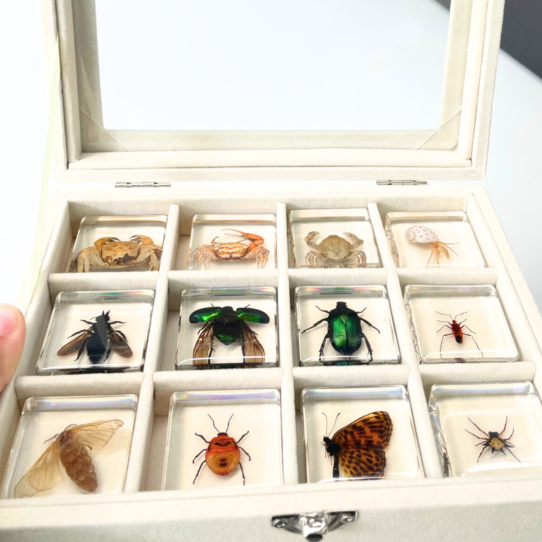 12 Animal Specimen Resin Epoxy Gift Set