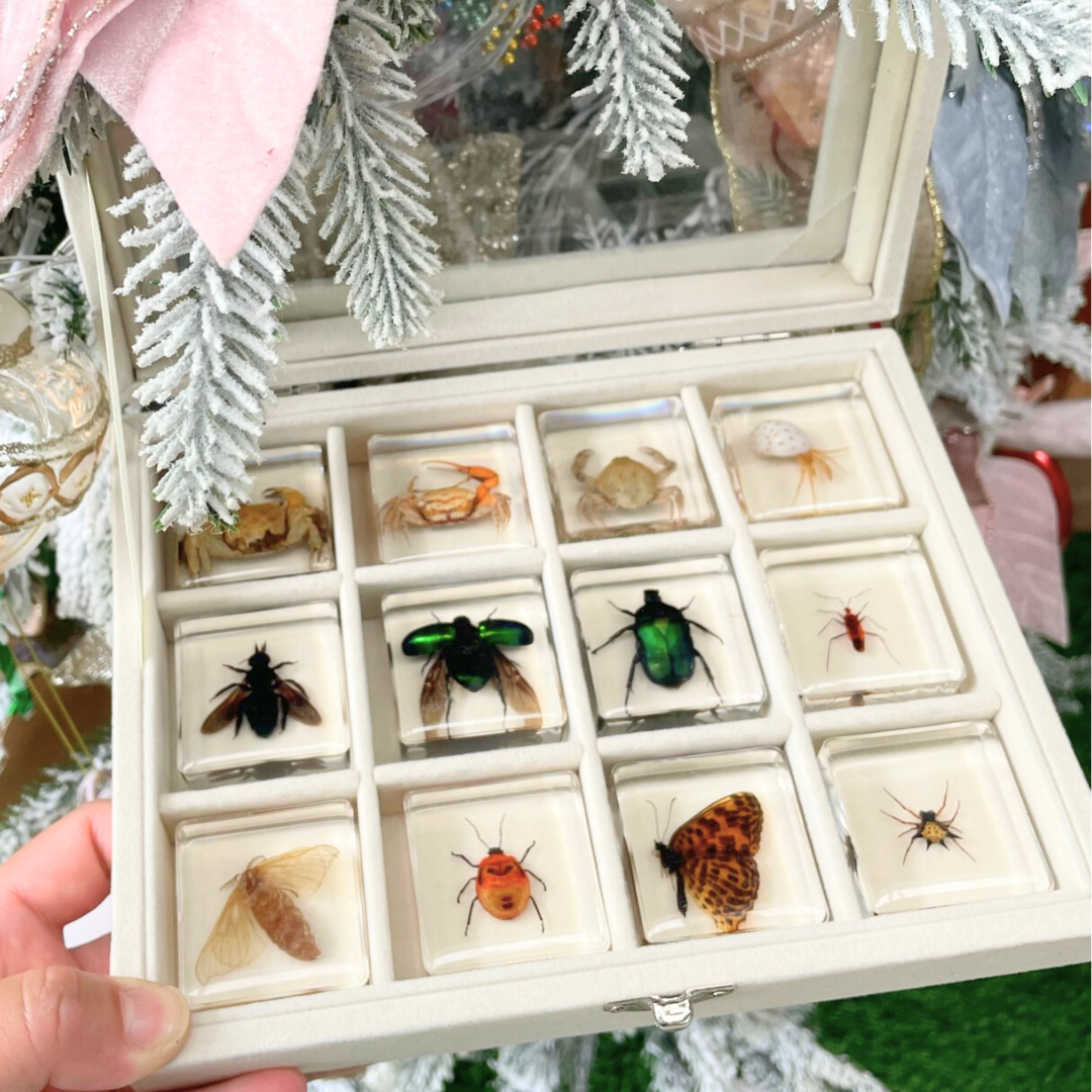 12 Animal Specimen Resin Epoxy Gift Set