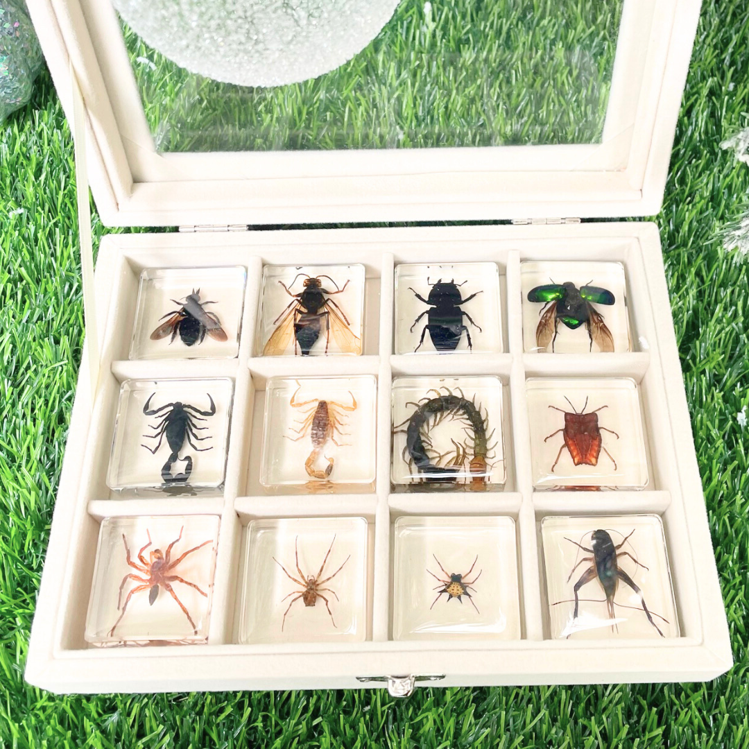 12 Animal Specimen Resin Epoxy Gift Set