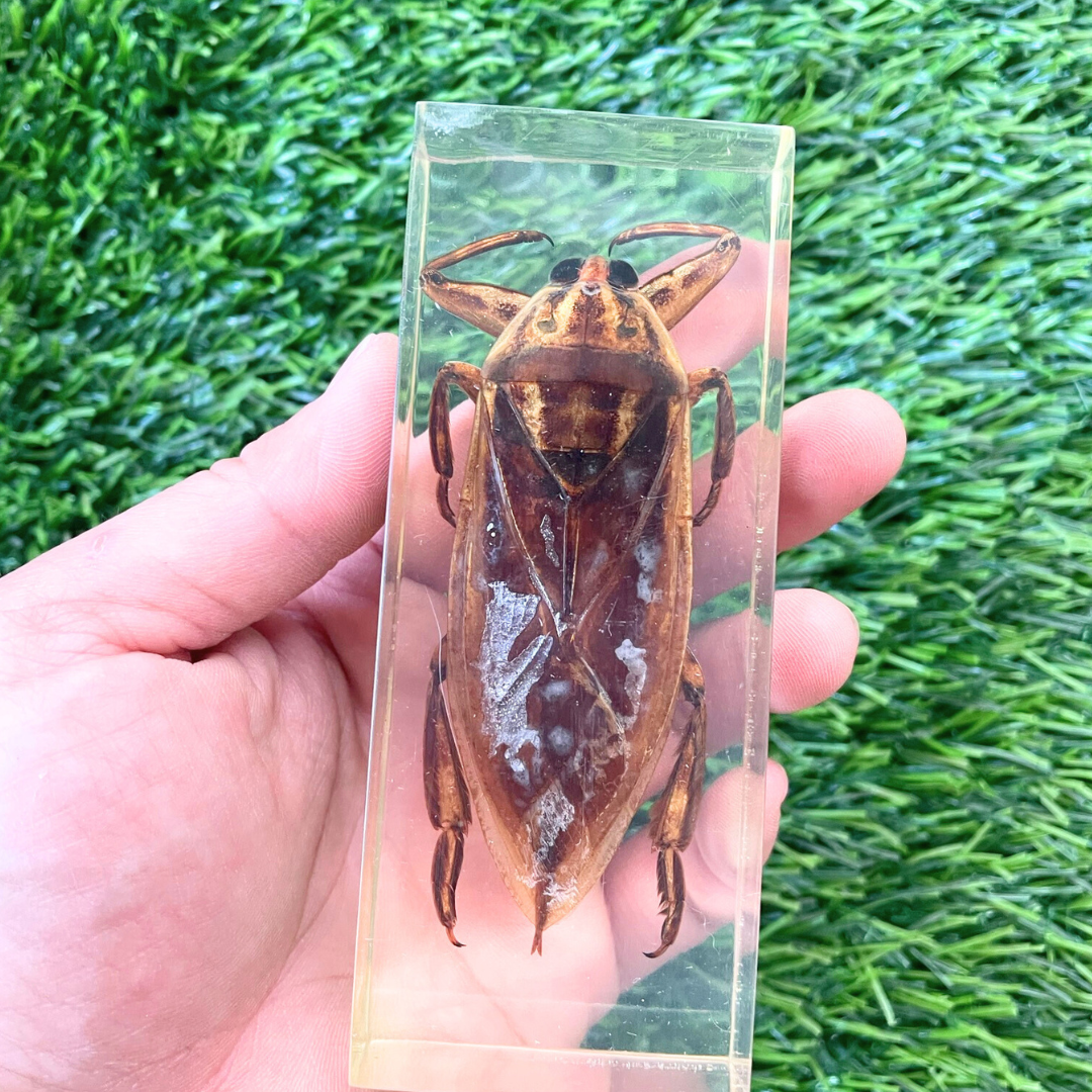 Jumbo Insect Specimen (factory second ) Bug Scorpion Spider Cicada Stag Beetle Giant Water Bug