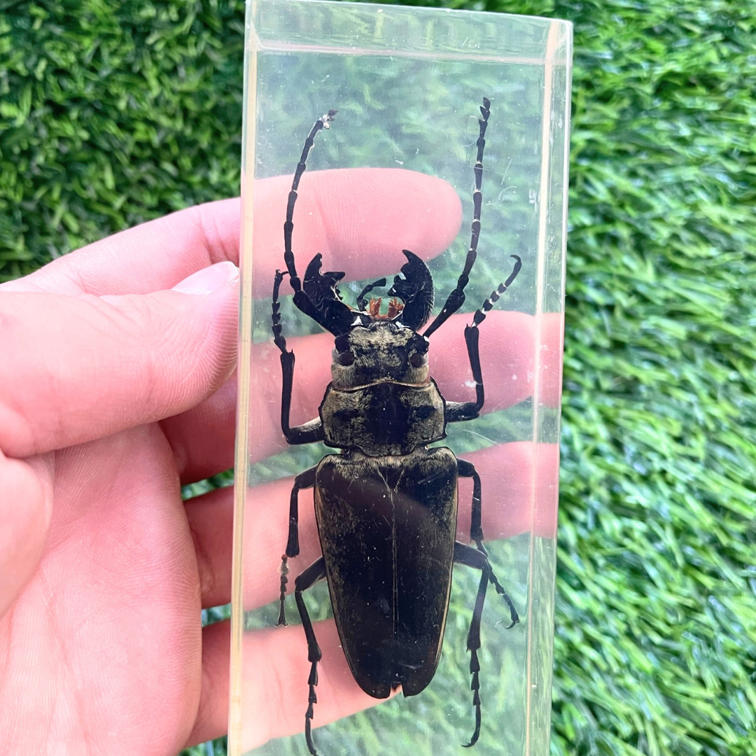 Jumbo Insect Specimen (factory second ) Bug Scorpion Spider Cicada Stag Beetle Giant Water Bug