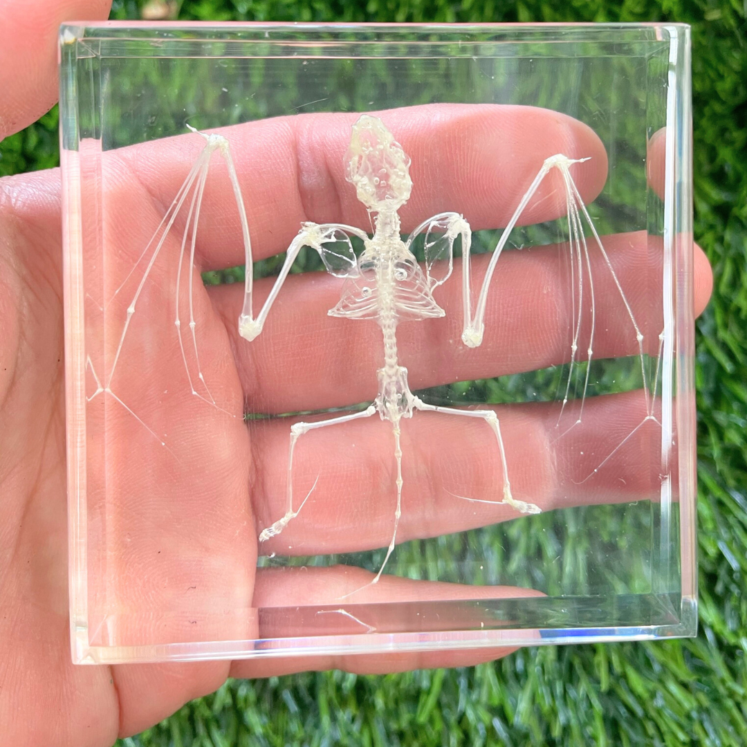 Snake Bat Skeleton Specimen Embedded in Resin Block