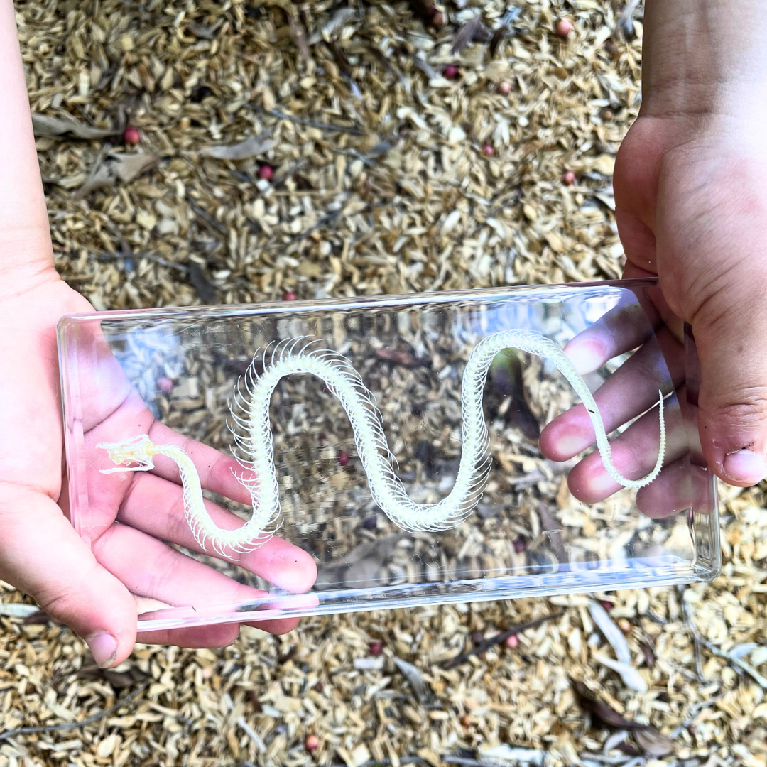 Snake Bat Skeleton Specimen Embedded in Resin Block