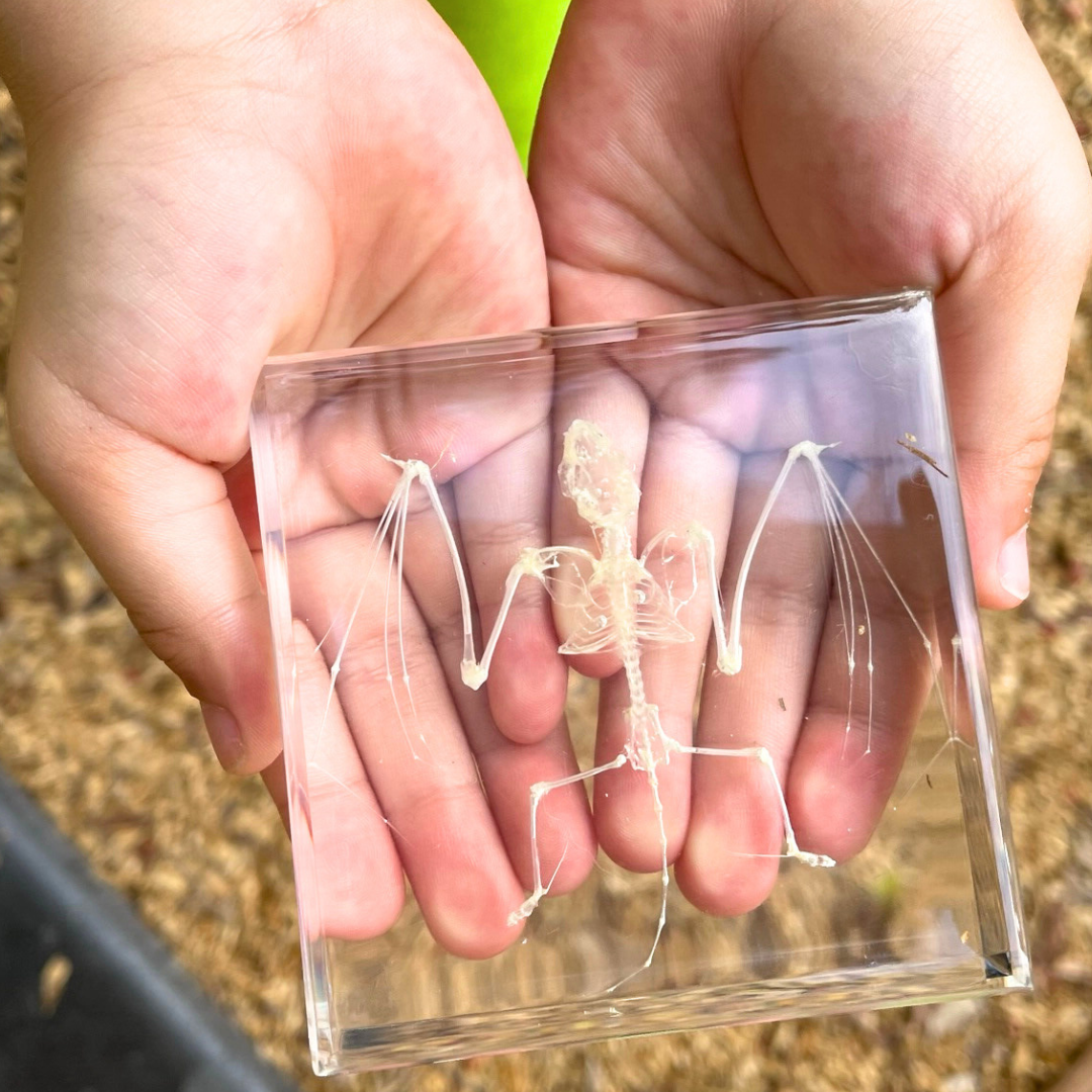 Snake Bat Skeleton Specimen Embedded in Resin Block