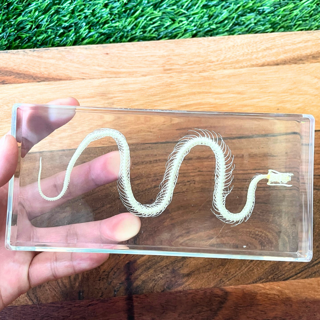 Snake Bat Skeleton Specimen Embedded in Resin Block