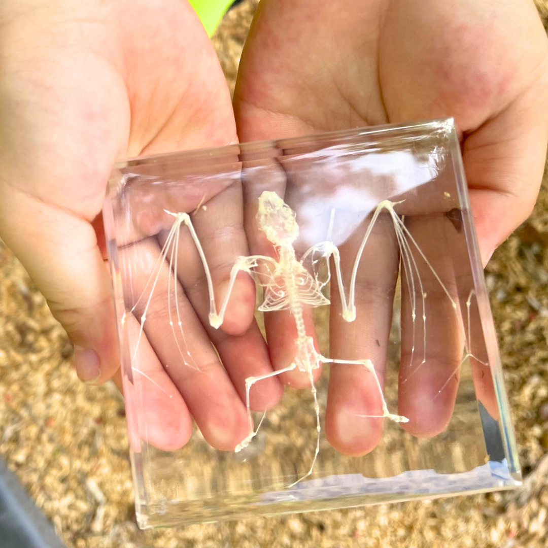 Snake Bat Skeleton Specimen Embedded in Resin Block