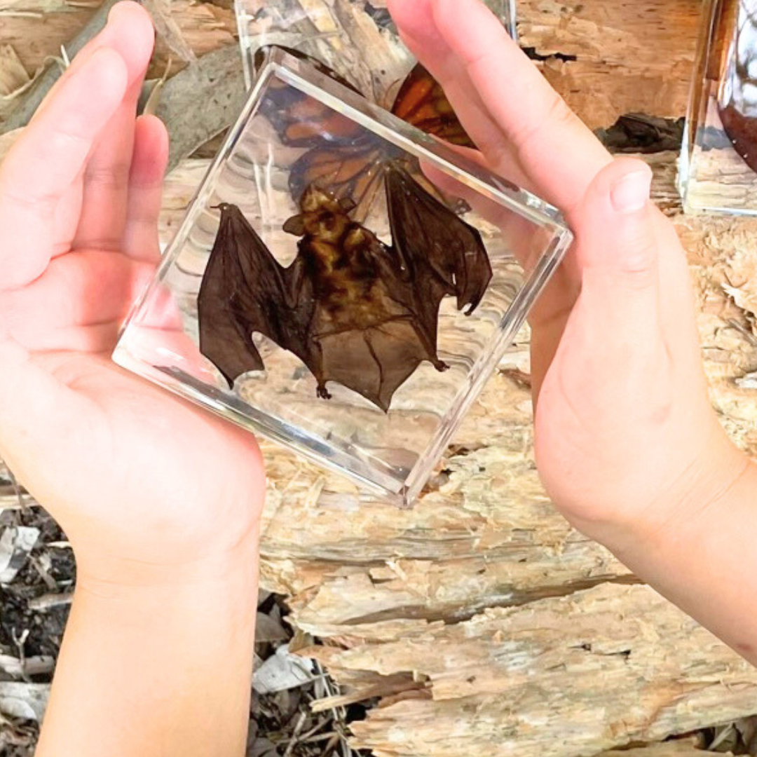 Snake Bat Skeleton Specimen Embedded in Resin Block