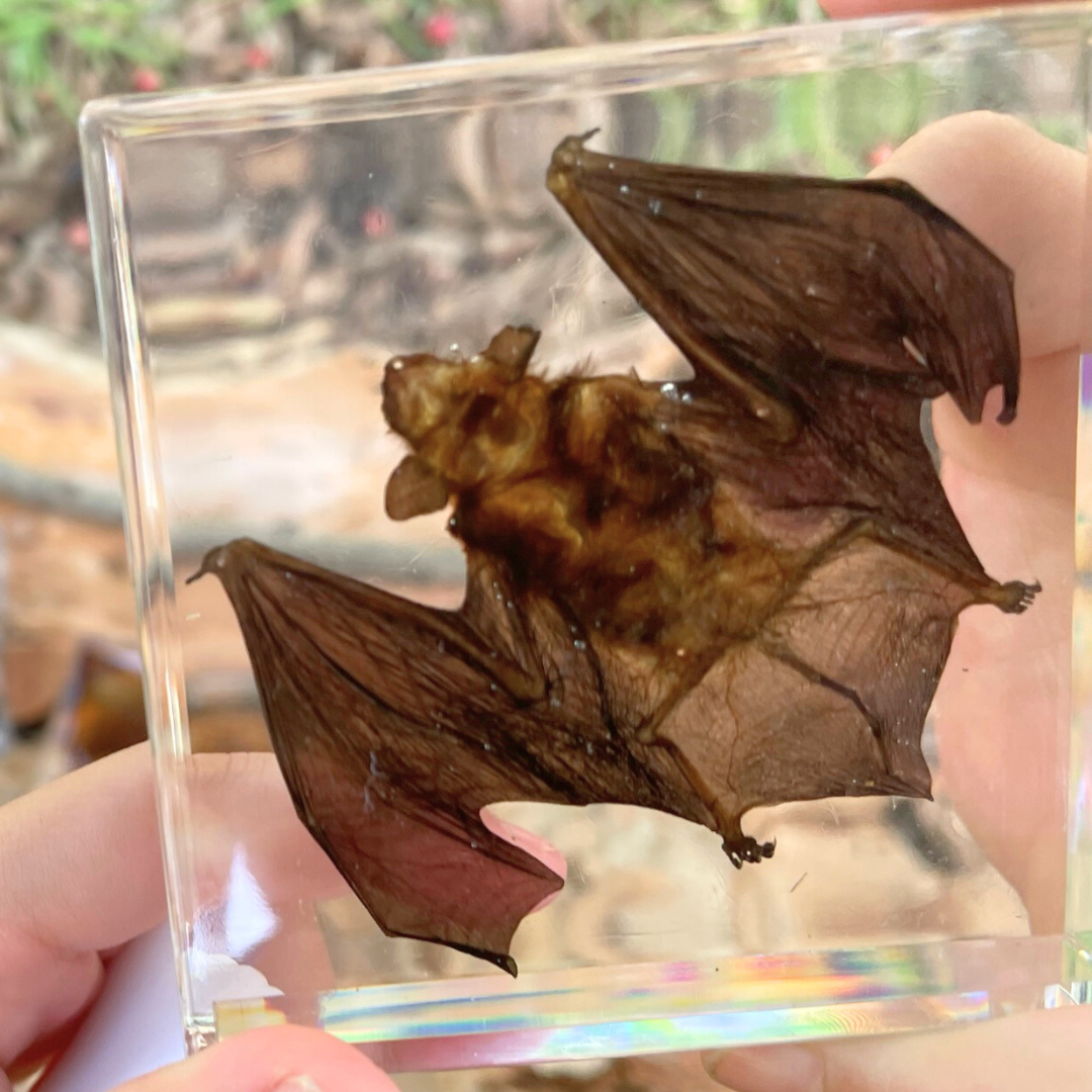 Snake Bat Skeleton Specimen Embedded in Resin Block