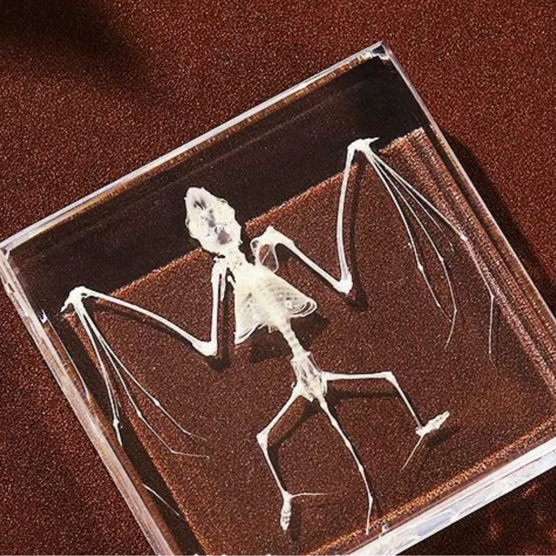 Snake Bat Skeleton Specimen Embedded in Resin Block