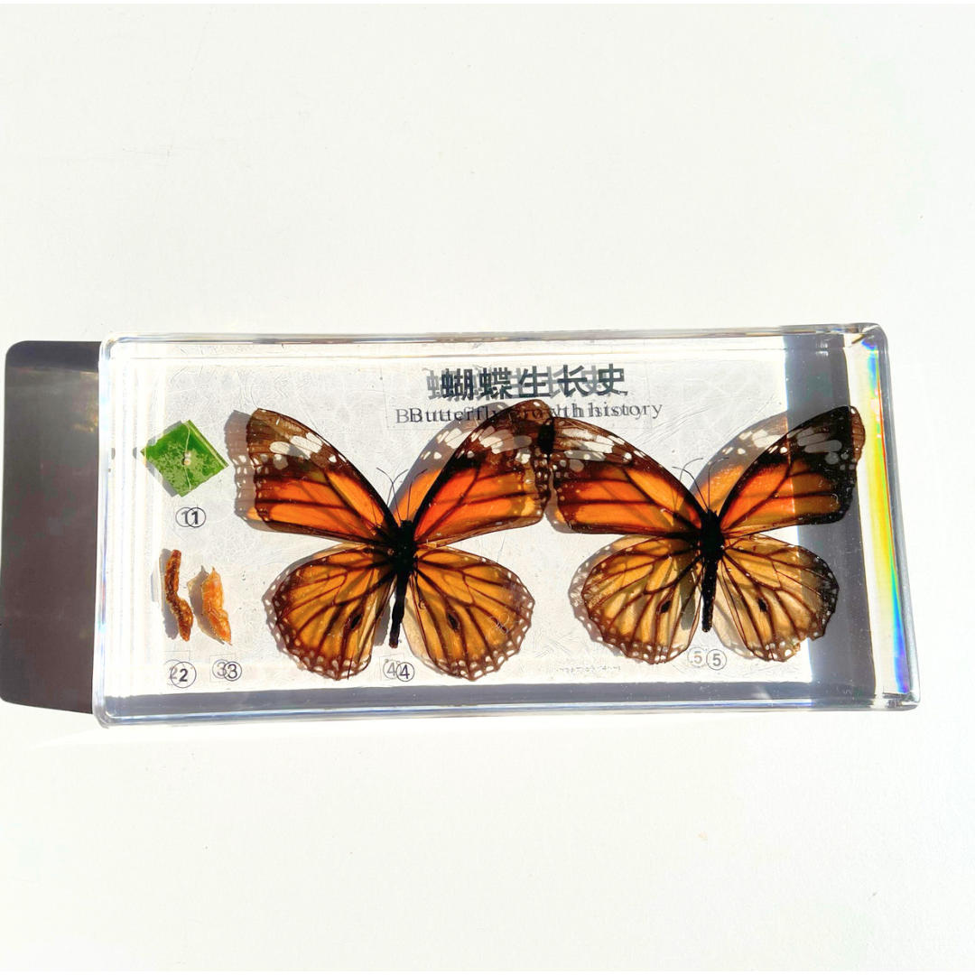 Butterfly Life Cycle Stages in Epoxy Educational Specimens in Resin Block