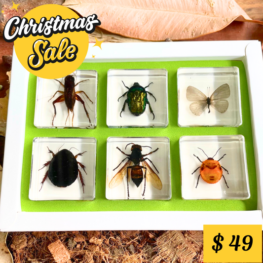 Insects Bugs Animals Resin Epoxy Specimens Gift Set of 6