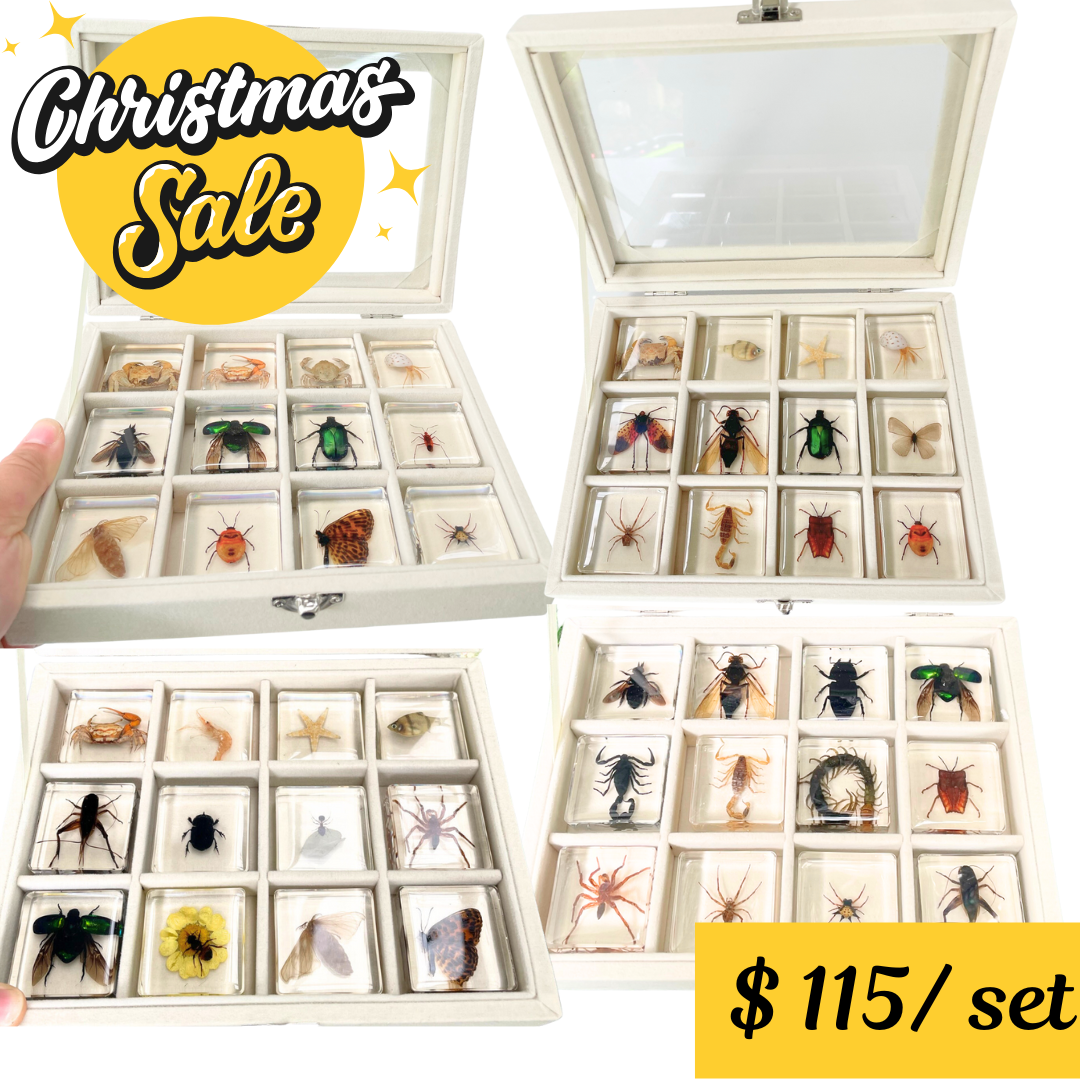 12 Animal Specimen Resin Epoxy Gift Set