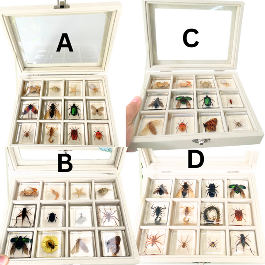 12 Animal Specimen Resin Epoxy Gift Set