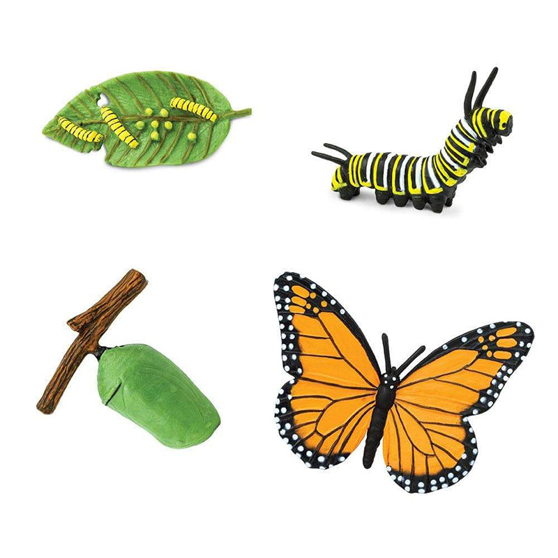 Butterfly Frog Plant Life Cycle Resin Epoxy Specimens Blocks for Kindergarten Stages of Seedling