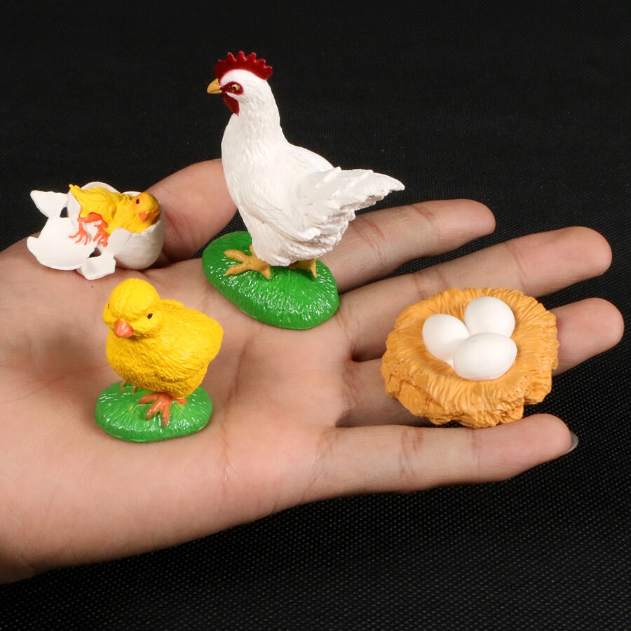 Animal Life Cycle CHICKEN - HAPPY GUMNUT