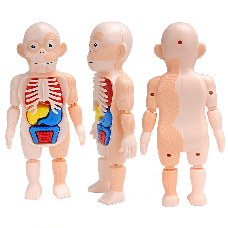 Anatomy toys for sales kids