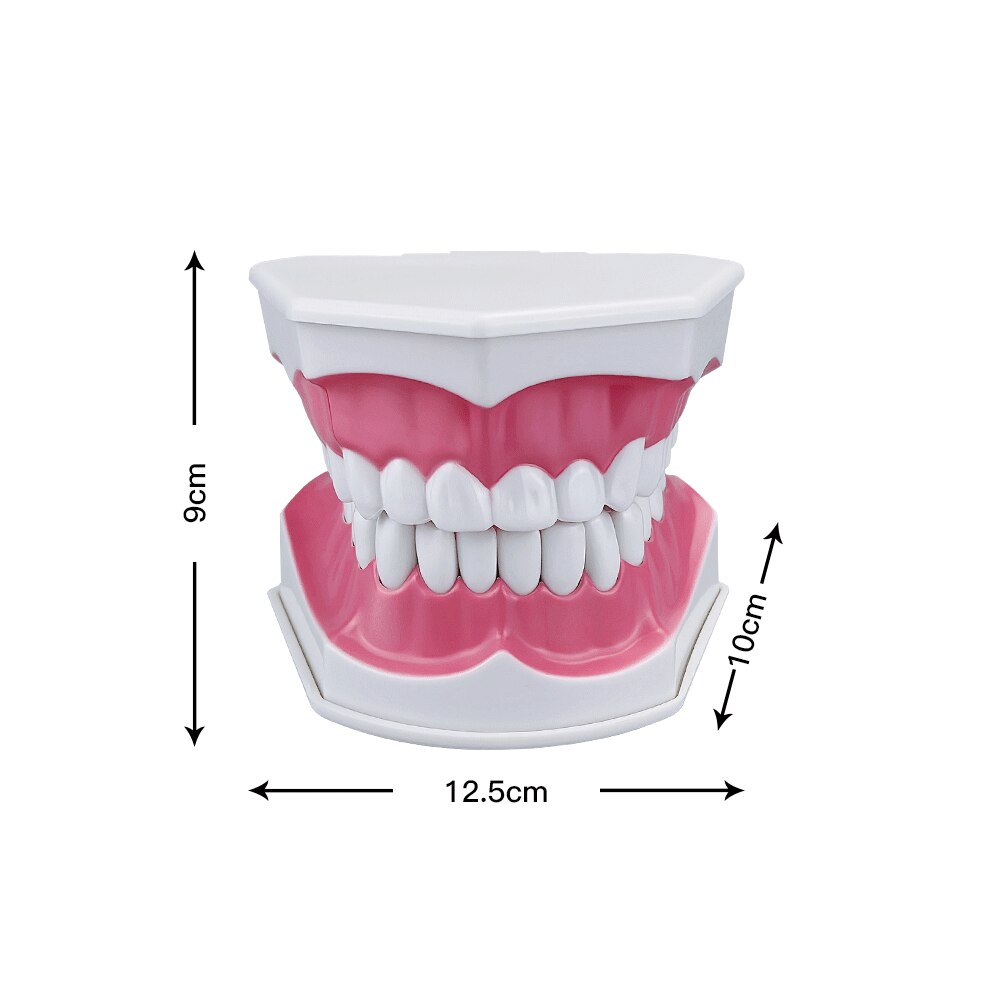 Extra Large Montessori Teeth Brushing Educational Toy - HAPPY GUMNUT