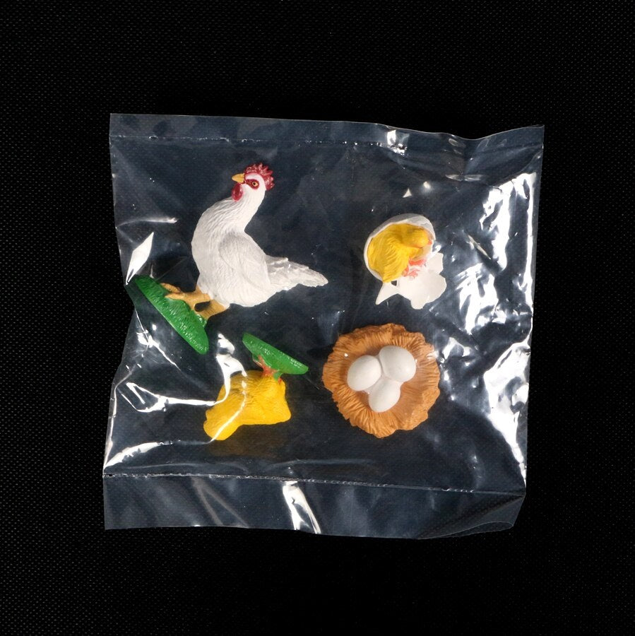 Animal Life Cycle CHICKEN - HAPPY GUMNUT